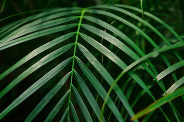 Green narrow palm leaves. A tropical forest