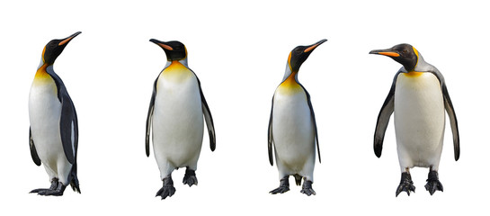Naklejka premium Pingwiny króla na białym tle