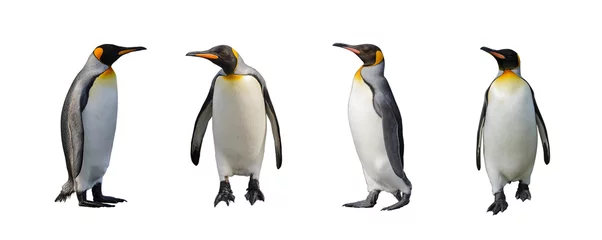 Washable wall murals Penguin King penguins isolated on white background