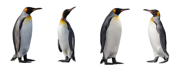 Papier Peint photo Lavable Pingouin Manchots royaux isolés sur fond blanc