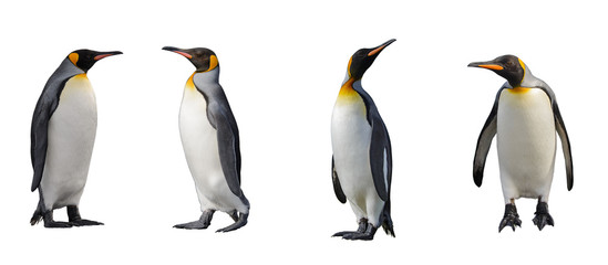 Fototapeta premium Pingwiny króla na białym tle
