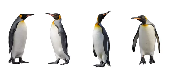 Photo sur Plexiglas Pingouin Manchots royaux isolés sur fond blanc