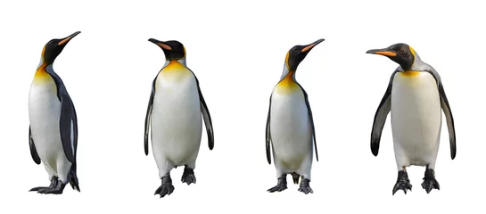 Crédence de cuisine en verre imprimé Pingouin Manchots royaux isolés sur fond blanc