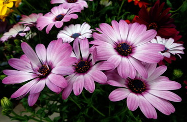 Daisy flower bouquet, purple