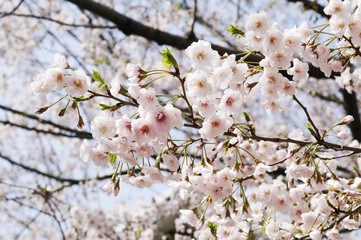 Obraz premium 八重桜