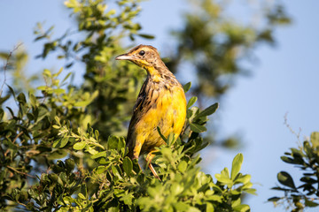 Yellow Throated Longclaw Bird Perched on Treetop