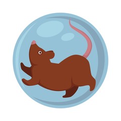 Domestic rat with long tail and pink nose in ball