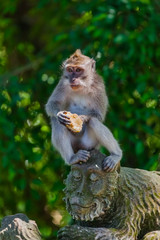 Naklejka na ściany i meble Monkey in forest park in Ubud - Bali Indonesia