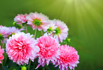 Pink dahlia flowers isolated.