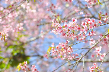 cherry blossom or prunus cerasoides or sakura