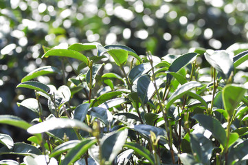 tea plant or tea plantation
