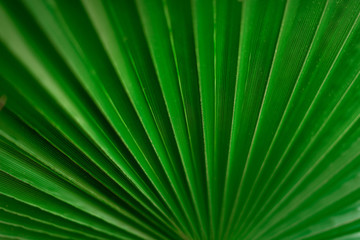 Macro of green palm leaf with copy space. Sun light effect and sunny bokeh. Summer, holiday and travel concept