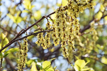 Flowers of Stachyurus praecox