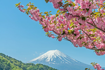 Pink Cherry blossom and Fuji mountain in spring season.