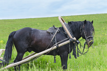 Working horse in harness, grazing in the meadow