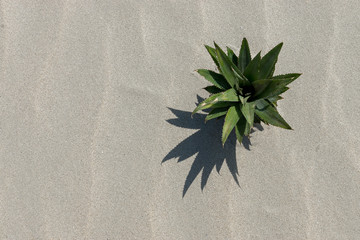 Pineapple tree on the beach