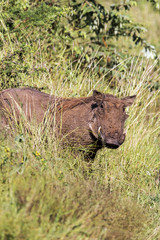 Single Warthog at Asphalt Road and Grass Background