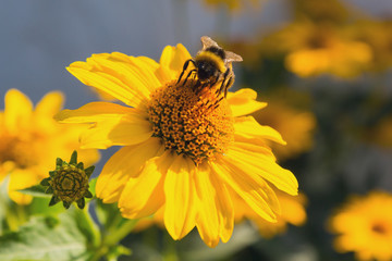 Bee pollinates a yellow flower close-up. Nature