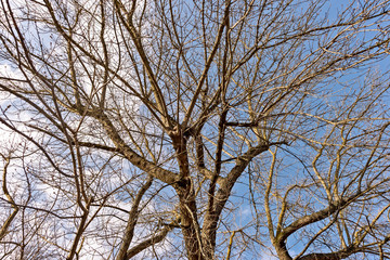 Fototapeta na wymiar Tree in spring with many branches