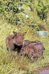 Fototapeta premium Family of Warthog at Asphalt Road and Grass Background