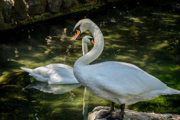 white swans in a pond
