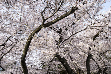 Beautiful Sakura Cheery Trees in Full Bloom in Tokyo, Japan