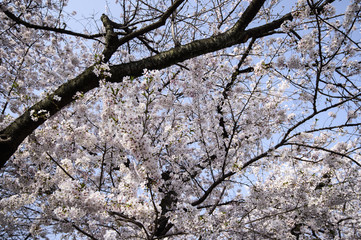 Beautiful Sakura Cheery Trees in Full Bloom in Tokyo, Japan