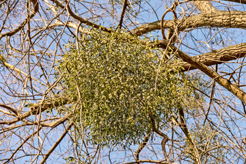 Mistletoe branches on the tree