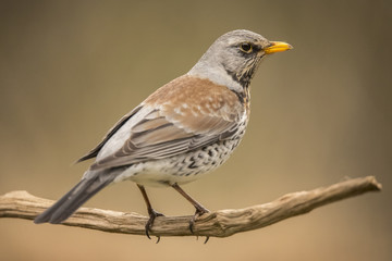 Fieldfare, Turdus pilaris