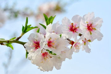 Beautiful floral spring abstract background of nature. 
