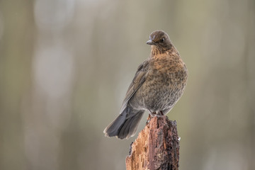 Blackbird, Turdus merula