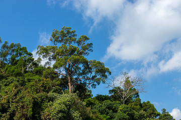 Green mountain with blue sky.