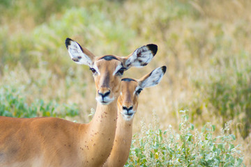 Antelopes on african safari park