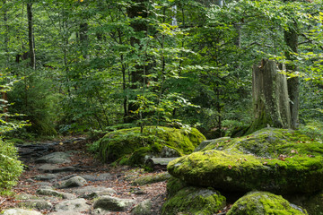 Wanderweg an der Kleinen Ohe im Bayerischen Wald