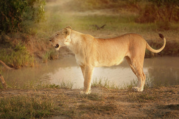 Naklejka na ściany i meble Female lion in Kenya, Africa