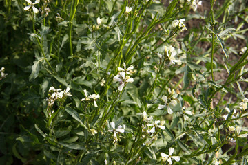 Arugula flower. Eruca sativa plant. Flowering and seed formation. Rucola blossom. Organic farmland Rocket salad in outdoor ground. Green background