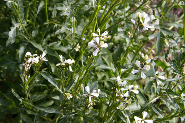 Arugula flower. Eruca sativa plant. Flowering and seed formation. Rucola blossom. Organic farmland Rocket salad in outdoor ground. Green background
