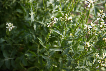 Arugula flower. Eruca sativa plant. Flowering and seed formation. Rucola blossom. Organic farmland Rocket salad in outdoor ground. Green background