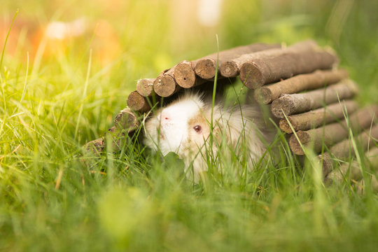 Flauschiges Meerschweinchen