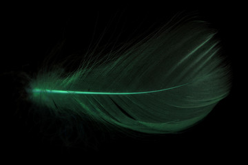 A green feather on a black background