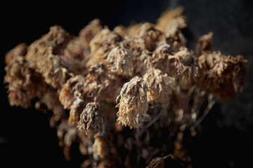  Abstract photo of dried flowers as symbol of death.