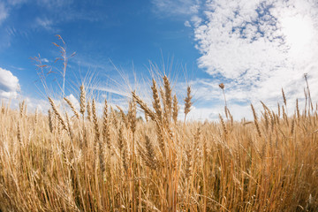 Ripe harvest, agricultural land. Gold wheat field and blue sky. Summer day, rural countryside.
