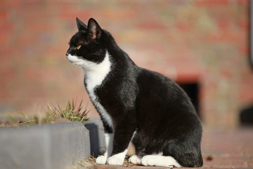 schwarz-weiße Katze auf einem Hof