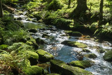 Wildbach Kleine Ohe im Bayerischen Wald