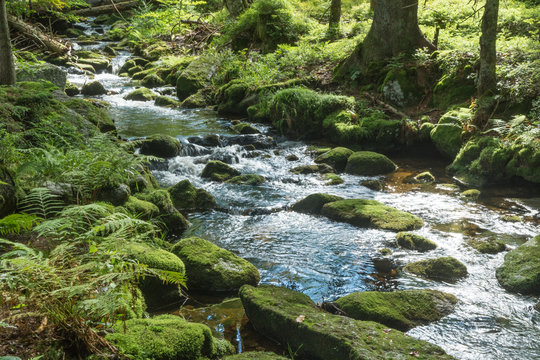 Wildbach Kleine Ohe im Bayerischen Wald