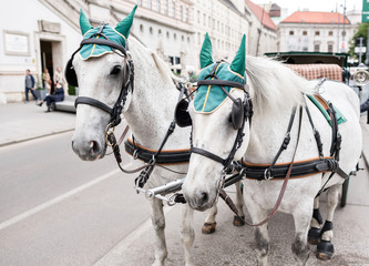 Obraz na płótnie Canvas Horse-driven carriage at street in Vienna, Austria. tradition medieval