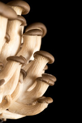 oyster mushrooms isolated on a black background
