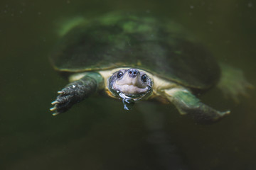 Turtle under water