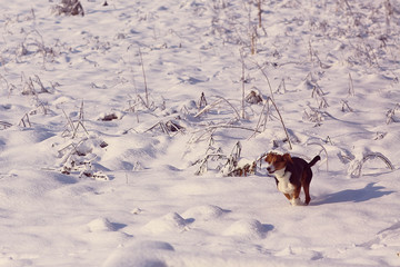 The lonely dog running along forest