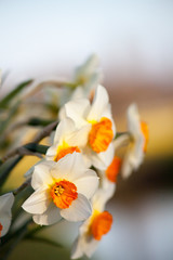 White daffodils
